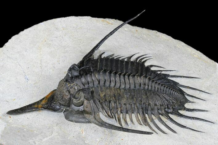 Spiny Psychopyge Trilobite - Issoumour, Morocco #179876